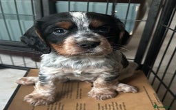 Cocker Spaniel dogs for sale: UNIQUE OPPORTUNITY TO OWN A 4 MONTH TRAINED PUPPY! in Ottery Saint Mary - Image 15