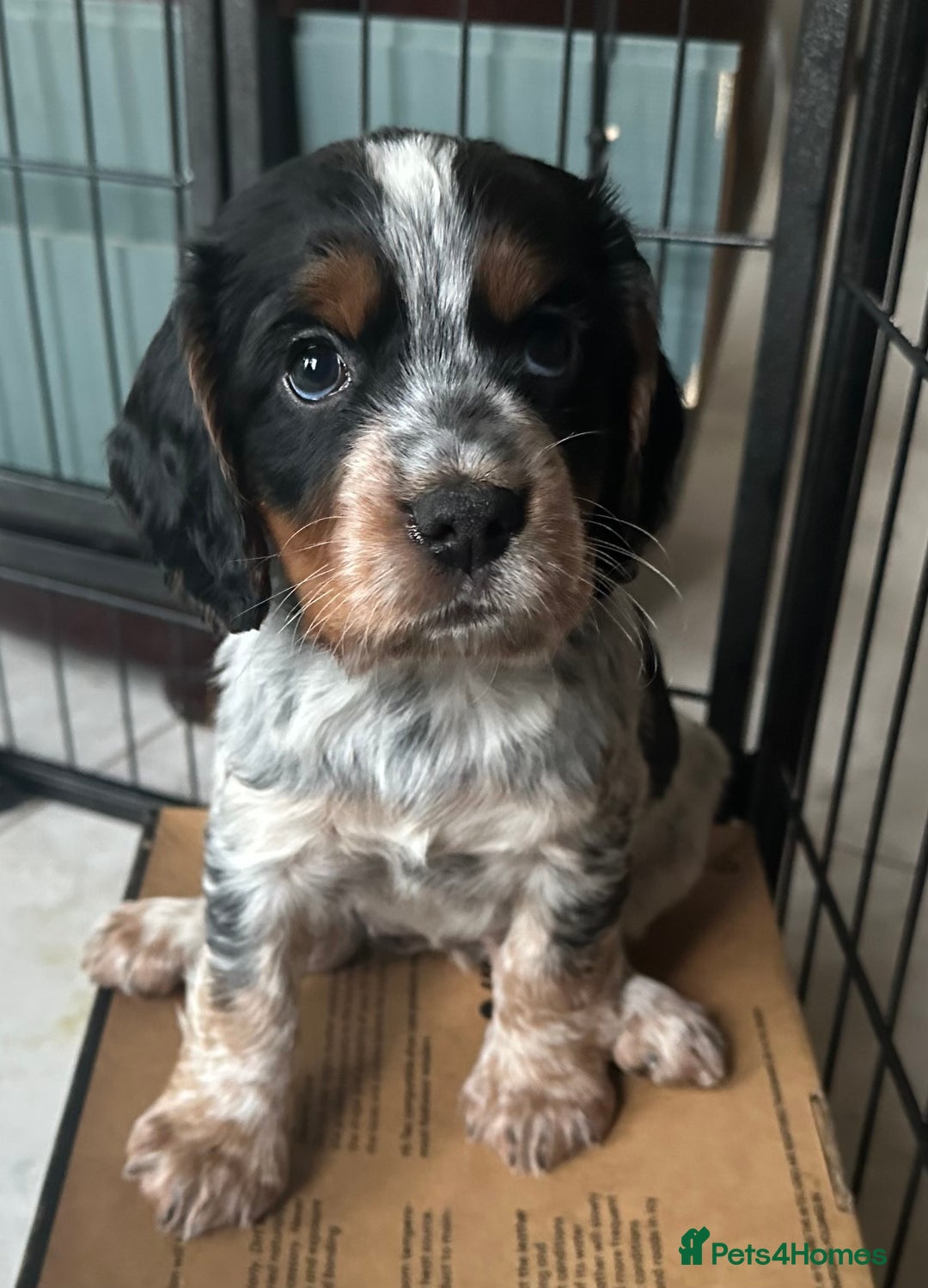 Cocker Spaniel dogs for sale: UNIQUE OPPORTUNITY TO OWN A 4 MONTH TRAINED PUPPY! in Ottery Saint Mary - Image 15