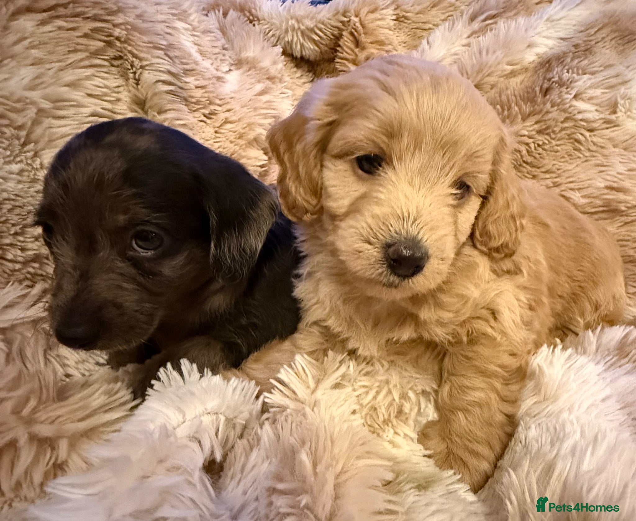 Mixed Breed dogs Stunning quality Daxipoo pups   - Advert 17