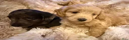 Mixed Breed dogs for sale: Stunning quality Daxipoo pups   - Advert 6