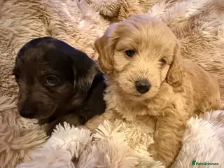 Mixed Breed dogs Stunning quality Daxipoo pups - Advert 17