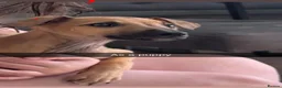 Lurcher dogs for stud: Grey hound /  cross whippet  - Advert 8