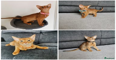 Abyssinian cats - Advert 11