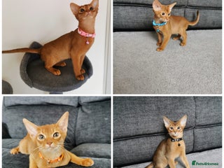 Abyssinian cats - Advert 1