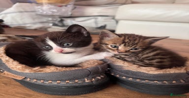 Bengal cats - Advert 7