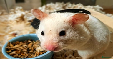 Hamster rodents - Advert 2