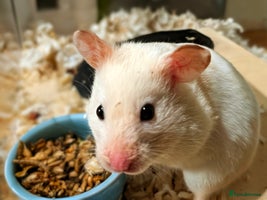 Hamster rodents - Advert 2