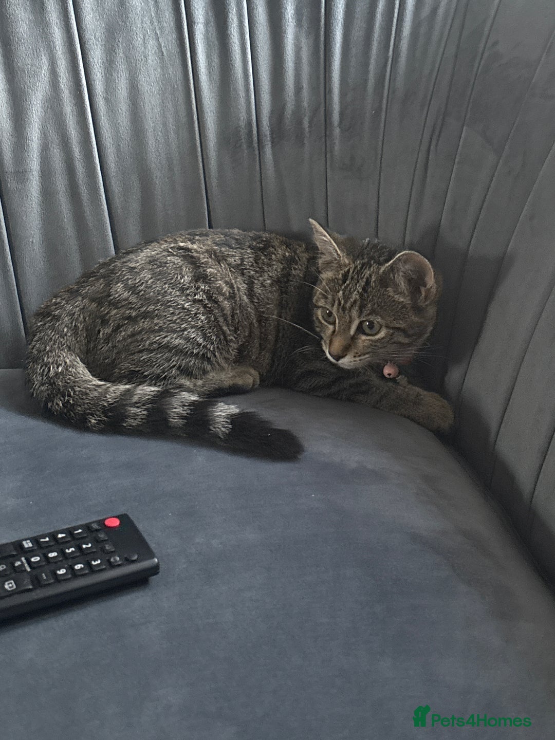 Mixed Breed cats for sale: Beautiful & Cuddly Tabby Kitten - Advert 1