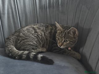 Mixed Breed cats Beautiful & Cuddly Tabby Kitten - Advert 4