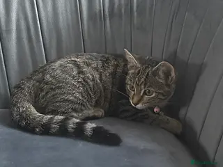 Mixed Breed cats Beautiful & Cuddly Tabby Kitten - Advert 4