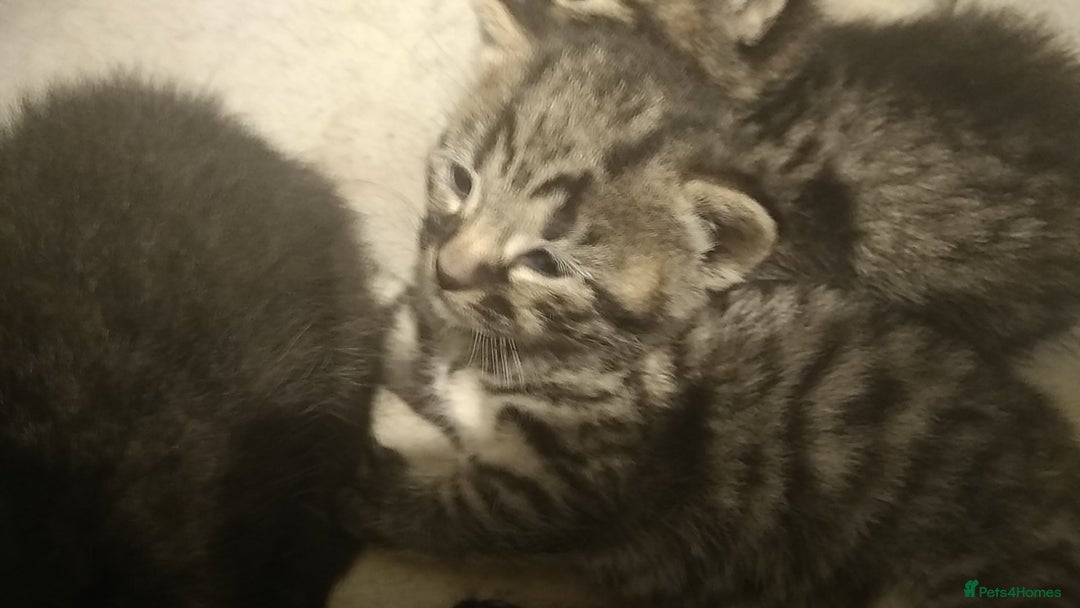 Domestic Shorthair cats for sale: Kittens looking for forever homes  - Image 7