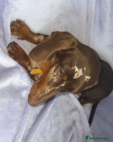 Dachshund dogs Dapple Boy Dachshund 🐶🐶 - Advert 14