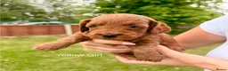 Cockapoo dogs for sale: Red & Sable F1B Cockapoos 🐶  - Advert 15