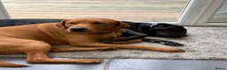 Labrador Retriever dogs for sale: 🐶 KC REGISTERED LABRADOR PUPPIES DUE SOON 🐶 - Advert 9