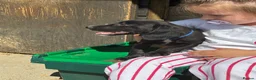 Sprocker dogs for sale: Sprocker puppies  - Advert 4