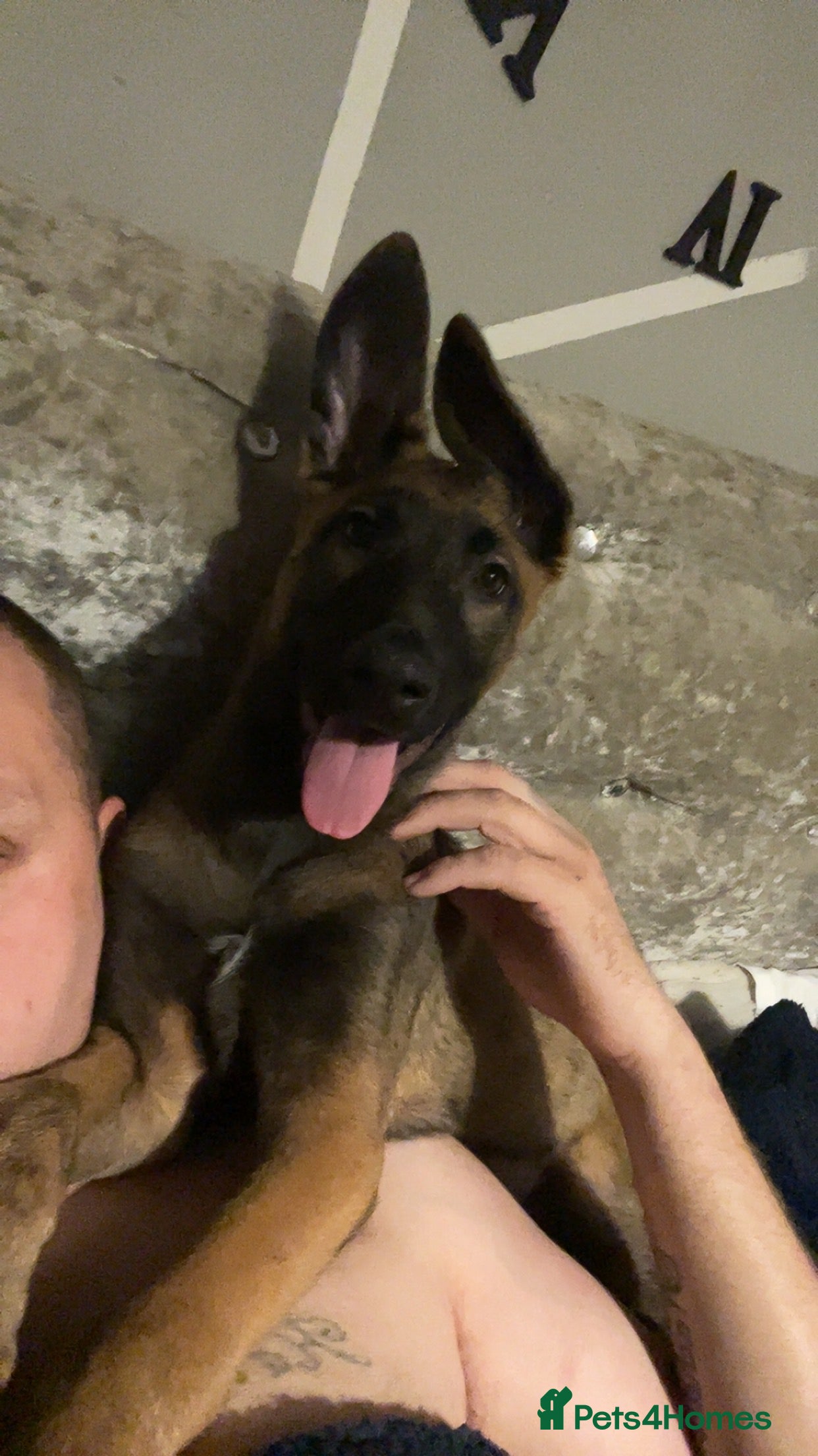 Belgian Shepherd Dog dogs 16 week old Belgian malinois - Advert 4