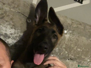 Belgian Shepherd Dog dogs 16 week old Belgian malinois - Advert 16