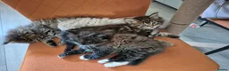 Siberian cats for sale: Last 2 baby boys, ready to leave soon, siberians - Advert 13