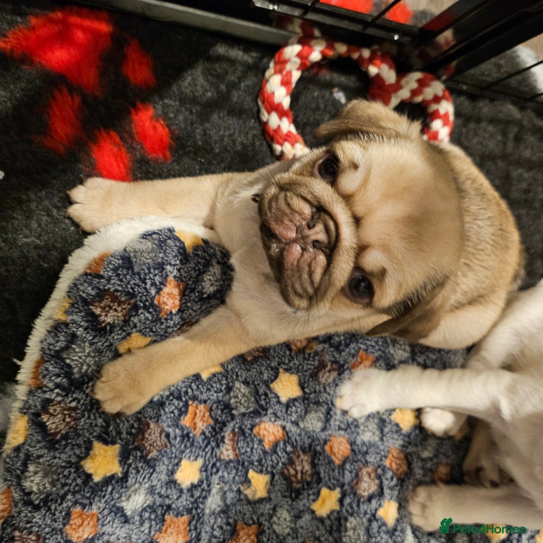 Pug dogs for sale: Pug puppies 2 Boys and 1 girl still available.  - Advert 6