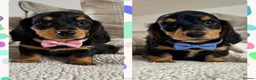 Miniature Dachshund dogs for sale: BEAUTIFUL LONGHAIR PRA CLEAR & KC REG MINIS - Advert 2