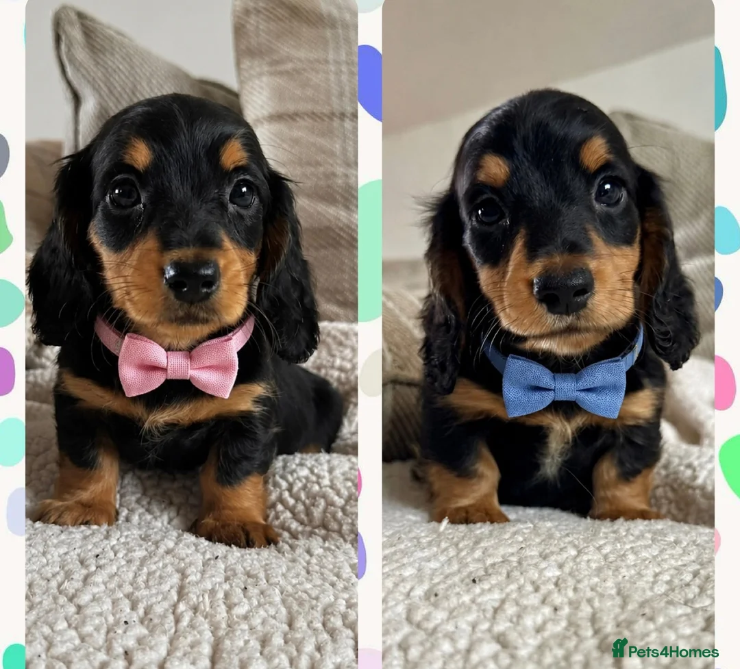 Miniature Dachshund dogs for sale: BEAUTIFUL LONGHAIR PRA CLEAR & KC REG MINIS - Advert 2