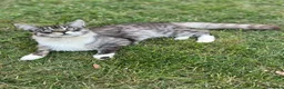 Mixed Breed cats for sale: Scottish fold cross main coon  in Basildon - Advert 9