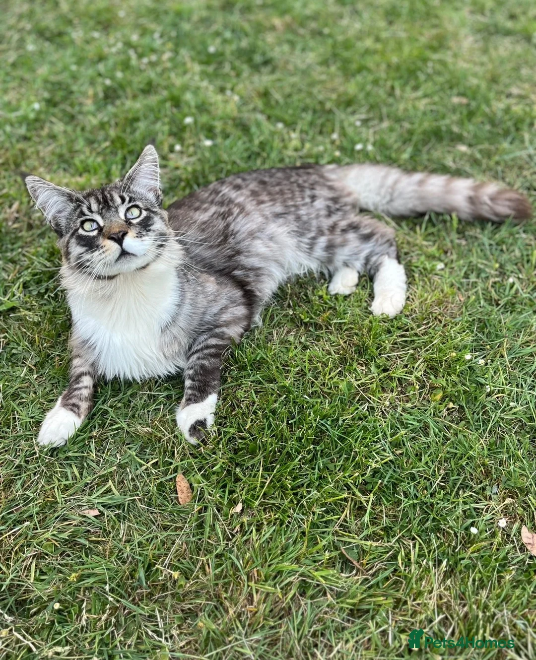 Mixed Breed cats for sale: Scottish fold cross main coon  in Basildon - Advert 9