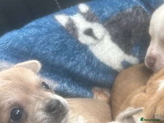 Chihuahua dogs PEDIGREE CHIHUAHUAS READY NOW!! - Advert 9