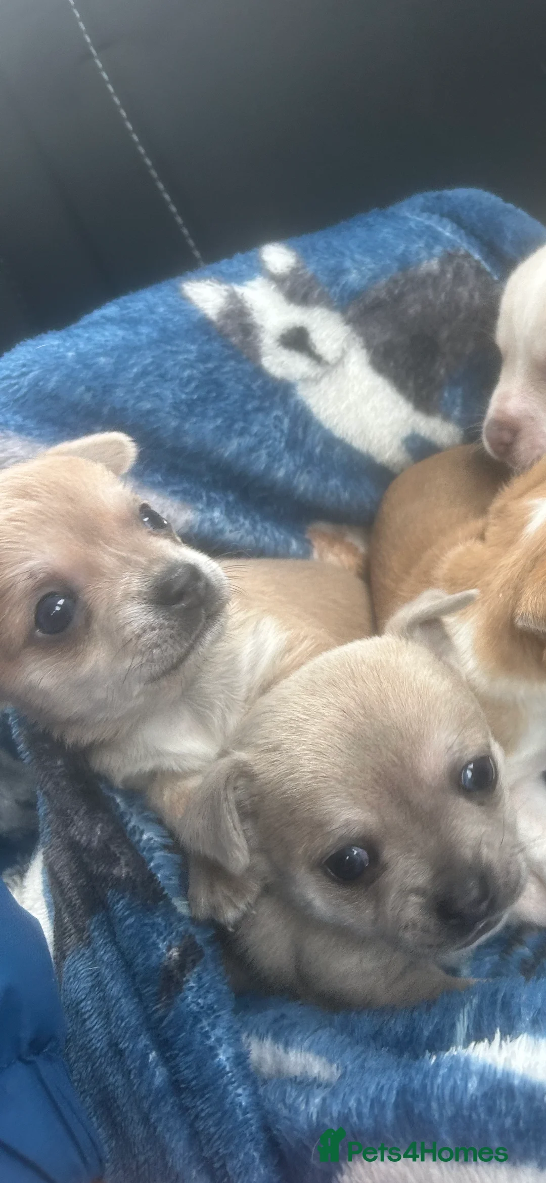 Chihuahua dogs for sale: 💛💚RefucedPEDIGREE CHIHUAHUAS💚💛 1 BOY LEFT - Advert 4