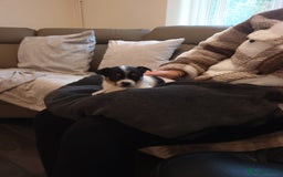 Mixed Breed dogs for sale: Beautiful small jack Russell/ chihuahua  - Image 4