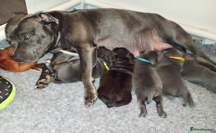Staffordshire Bull Terrier dogs Stunning litter of Blue & Black Puppies - Advert 7