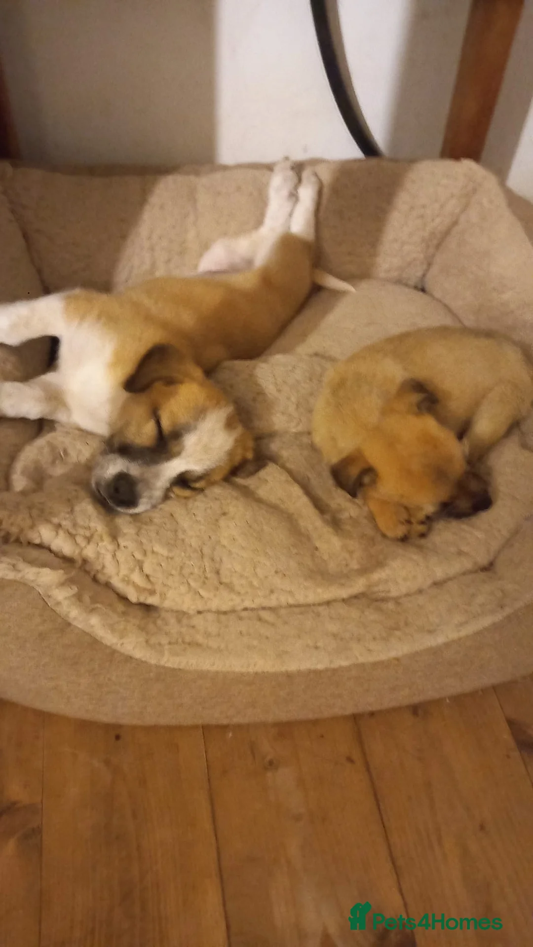 Mixed Breed dogs for adoption: 💖 Meet JESSICA 💖 - a story of Strength and Love - Advert 24