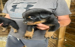 Rottweiler dogs for sale: Rottweiler pups - Image 7