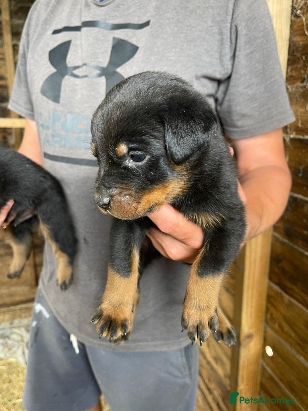 Rottweiler dogs for sale: Rottweiler pups - Image 7