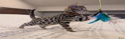 Bengal cats for sale: 🖤🤎 Gorgeous Bengal Kittens 🤎🖤 - Advert 4