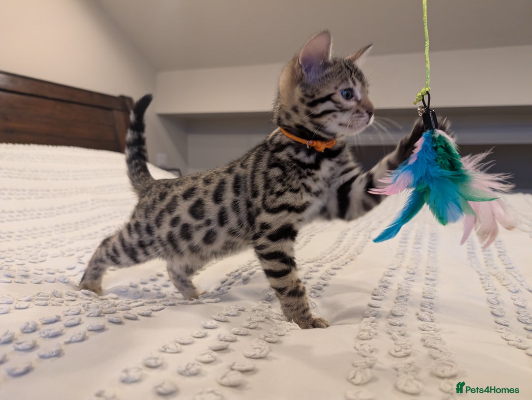 Bengal cats for sale: 🖤🤎 Gorgeous Bengal Kittens 🤎🖤 - Advert 4