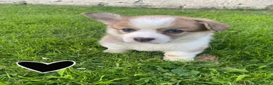 Welsh Corgi Pembroke 7
