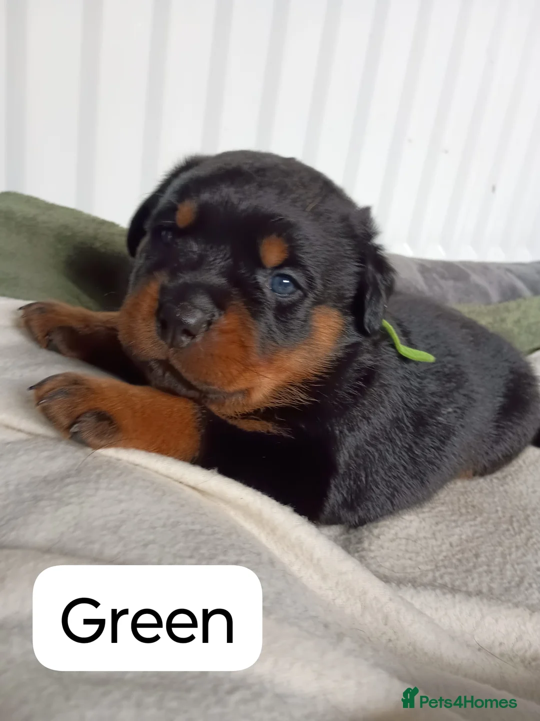 Rottweiler dogs for sale: Lovely Chunky Rottweiler Puppies in Eyemouth - Advert 27