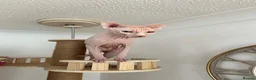 Sphynx cats for sale: Male stud for sale - Advert 1
