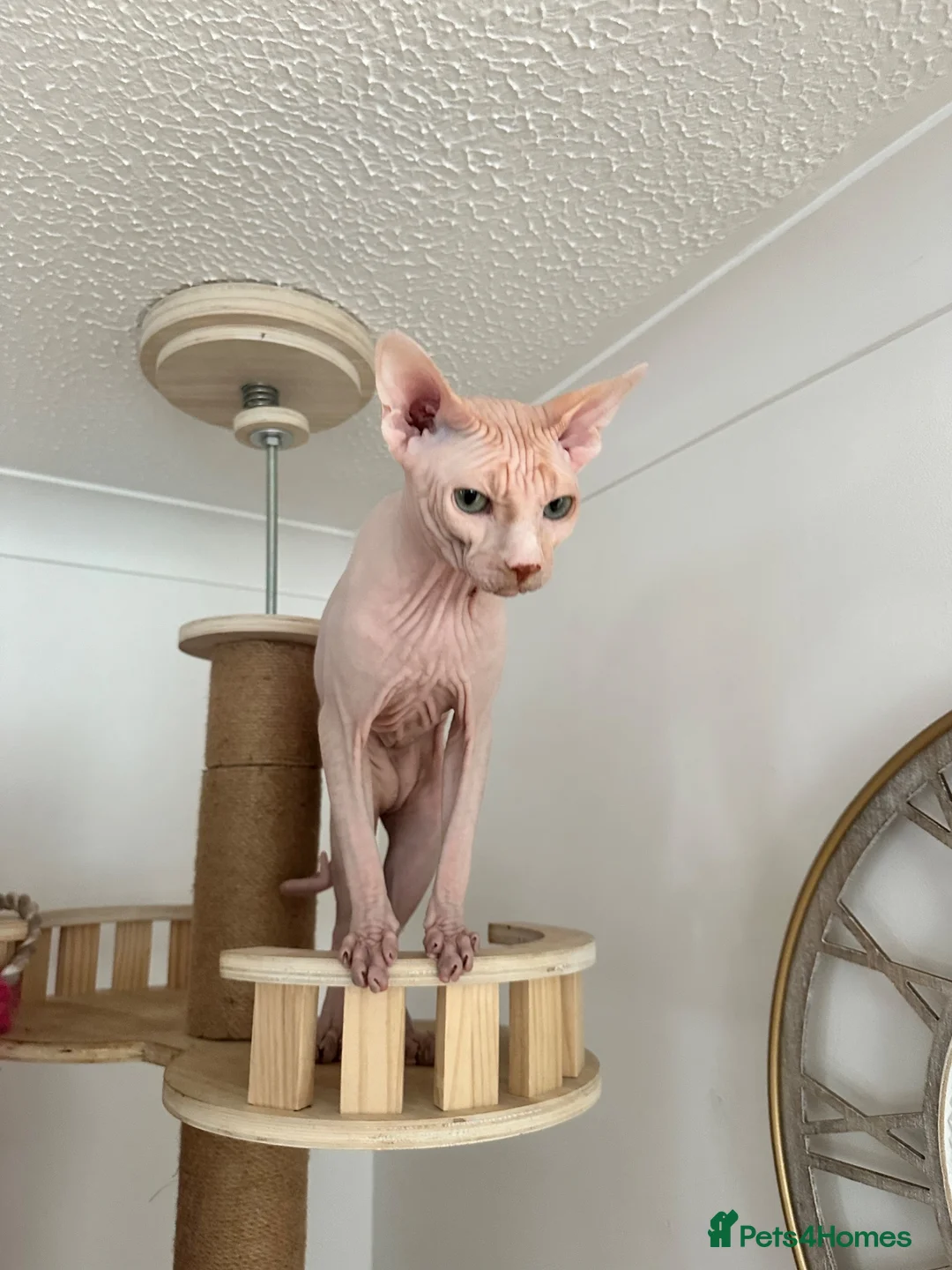 Sphynx cats for sale: Male stud for sale - Advert 1