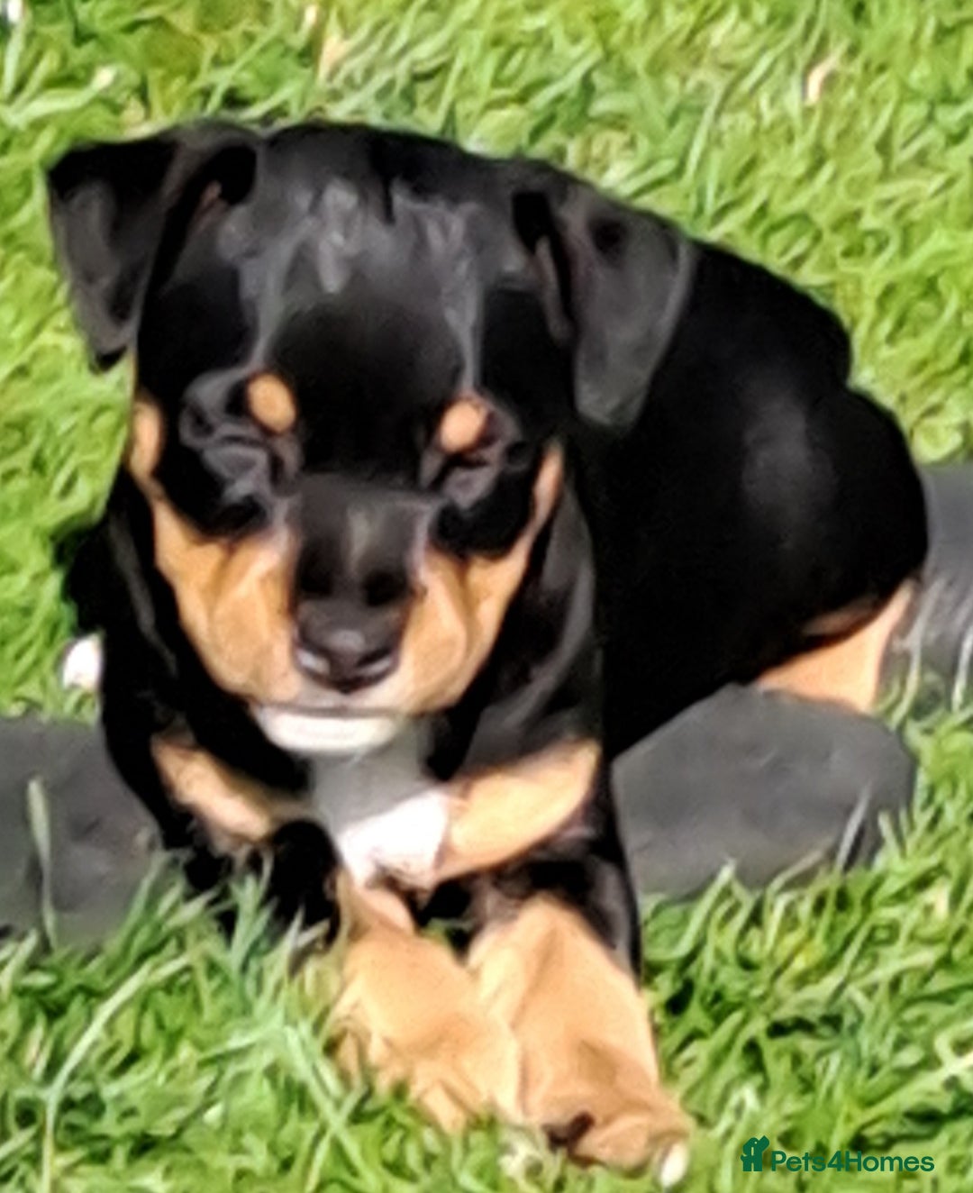 Mixed Breed dogs for sale: Border lakeland jack Russel puppies  - Image 8