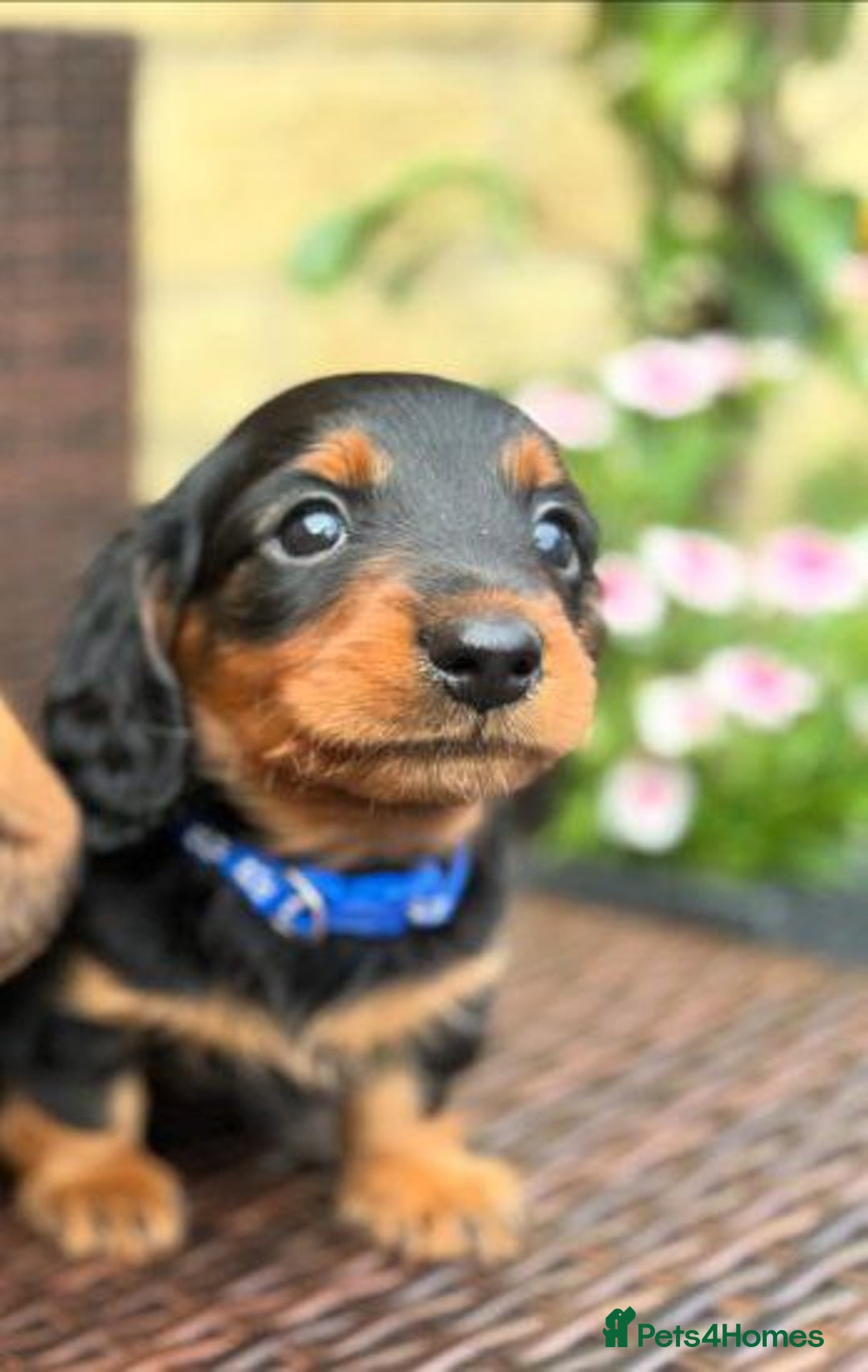 Miniature Dachshund dogs for sale: (ONLY ONE LEFT) ADORABLE MINI  DACHSHUND PUPPIES - Image 7