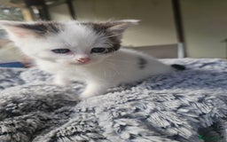 Mixed Breed cats for sale:  🐾 Adorable Kittens Ready for Loving Homes 🐾 - Image 19