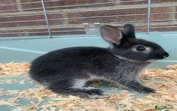 Netherland Dwarf rabbits for sale: 3 Neatherland Dwarf Kits, Need gone ASAP - Image 2