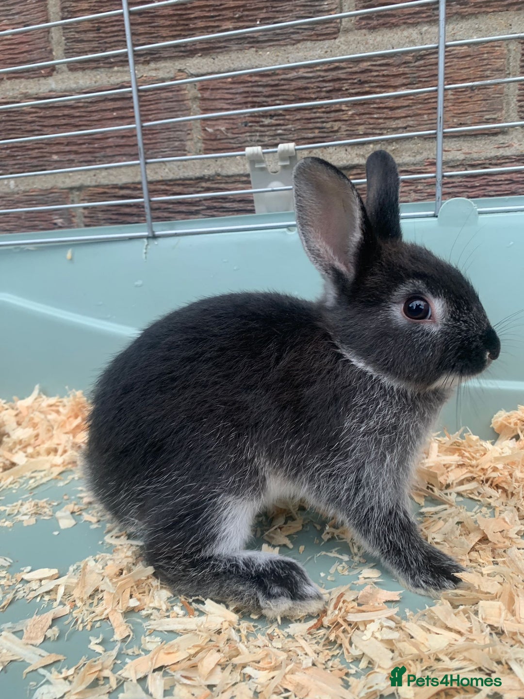 Netherland Dwarf rabbits for sale: 3 Neatherland Dwarf Kits, Need gone ASAP - Image 2