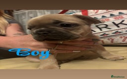French Bulldog dogs for sale: **READY NOW**French bulldog puppies READY NOW - Image 9