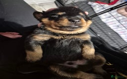 Rottweiler dogs for sale: 4 beautiful rottweiler puppies - Advert 10