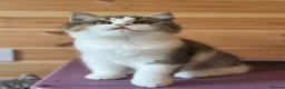 British Shorthair cats for sale: Ch sire TICA reg tabby bi colour boy  - Advert 7
