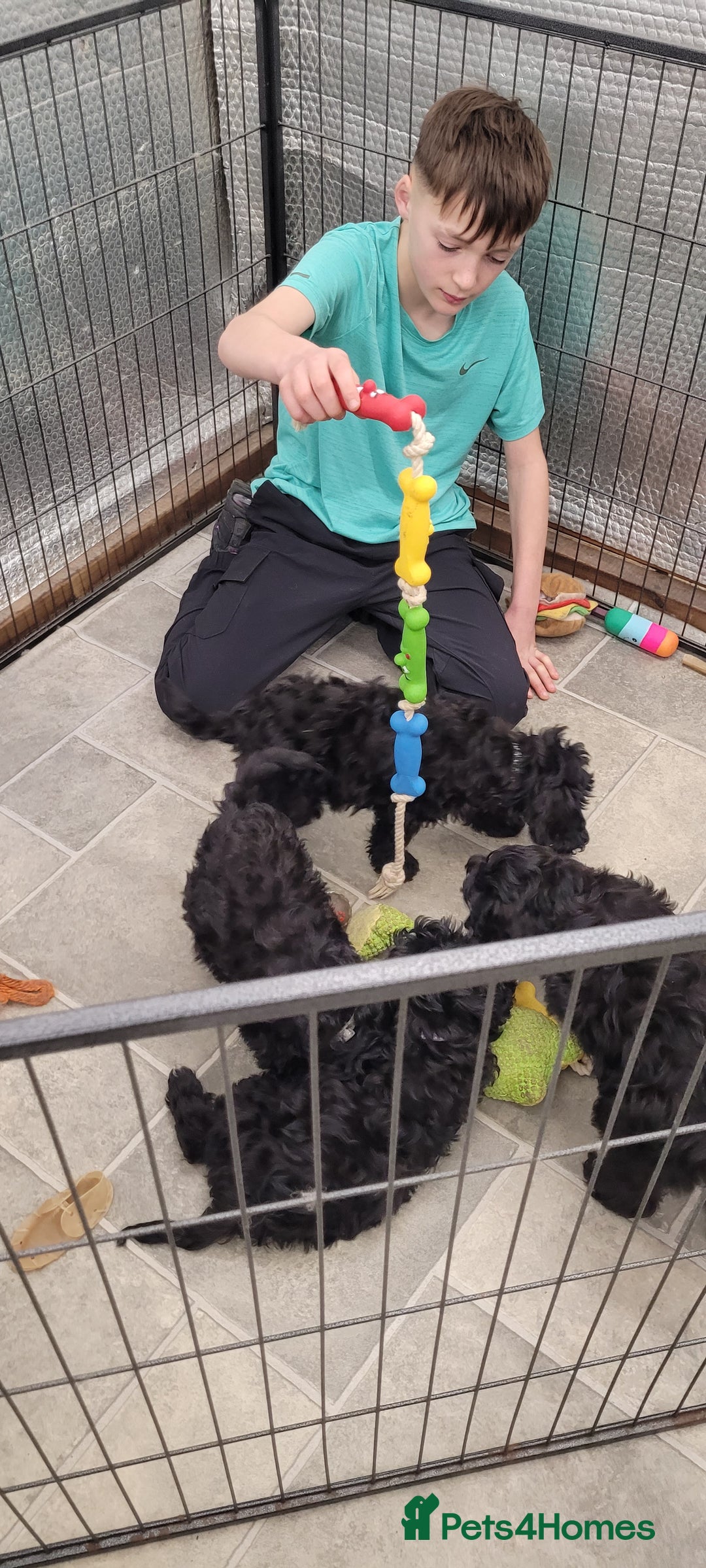 Cockapoo dogs for sale: 3 Stunning Black Girls F1 Show type cockapoos - Advert 27