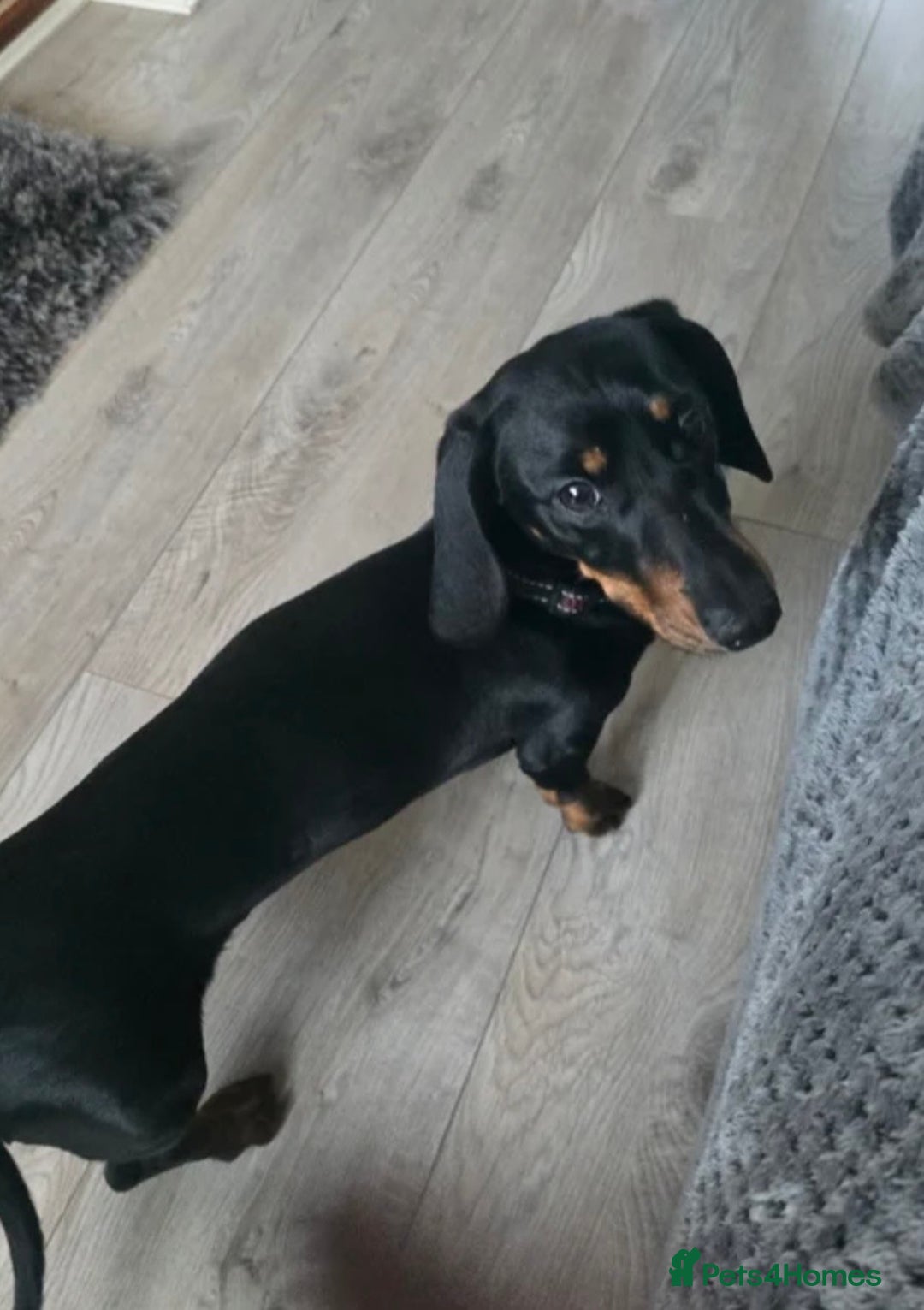 Dachshund dogs for sale: Hopper - Advert 1